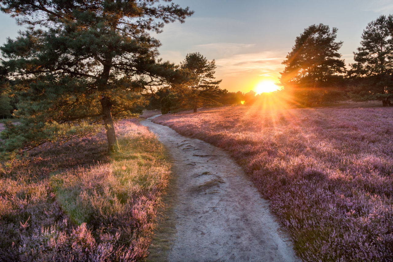 Sonnenuntergang in der Lüneburger Heide in Niedersachsen